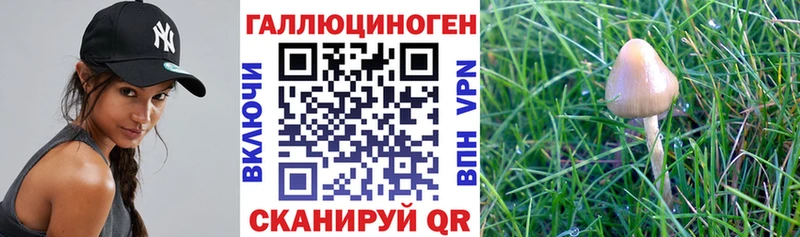 Псилоцибиновые грибы Psilocybine cubensis  Тутаев 